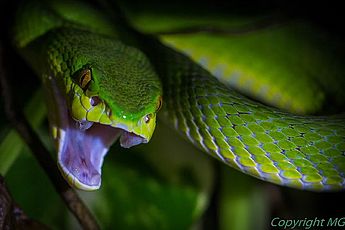 Die faszinierende Welt der Reptilien im TerraZoo in Rheinberg